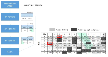 Phage display를 이용 사람 항체 유전자 라이브러리 스크리닝을 통한 C1QBP 결합 항체의 개발과 선정