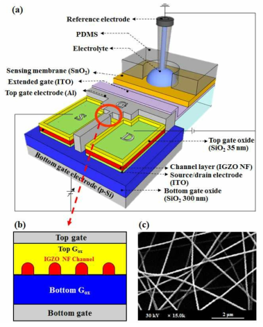 (a) 제작된 이중 게이트 구조 IGZO 나노섬유 바이오센서의 그림, (b) IGZO 나노섬유 채널의 단면도, (c) IGZO 나노섬유 채널의 scanning electron microscope (SEM) 사진