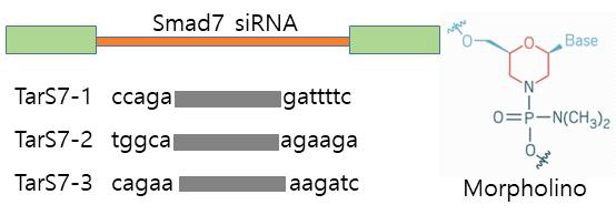 Morpholino backbone의 Smad7 표적 siRNA