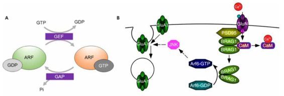 ARF 단백질의 action mode와 흥분성 시냅스에서 AMPA 수용체 조절 기전