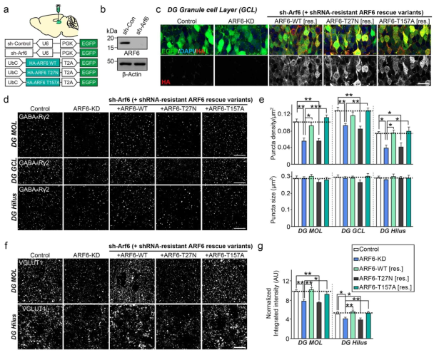 ARF6 knockdown AAV 바이러스를 마우스 해마 뇌영역에 stereotaxic injection 진행 후, 3주 후에 면역염색법을 이용하여 억제성 시냅스와 흥분성 시냅스의 밀도를 분석하여 ARF6의 in vivo 시냅스 역할을 규명