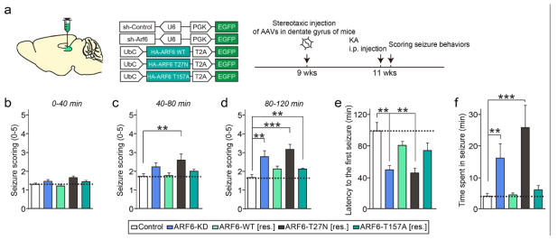 ARF6 knockdown AAV 바이러스를 마우스 해마 뇌영역에 stereotaxic injection 진행 후, kainic acid-induced seizure의 정도를 seizure scoring 행동검사를 통해 확인 (Kim et al., 2020)