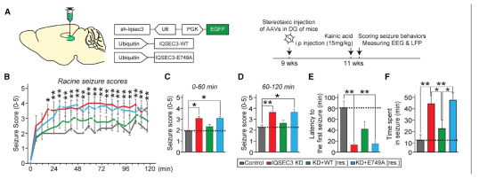 IQSEC3 knockdown AAV 바이러스를 마우스 해마 뇌영역에 stereotaxic injection 진행 후, kainic acid-induced seizure의 정도를 seizure scoring 행동검사를 통해 확인