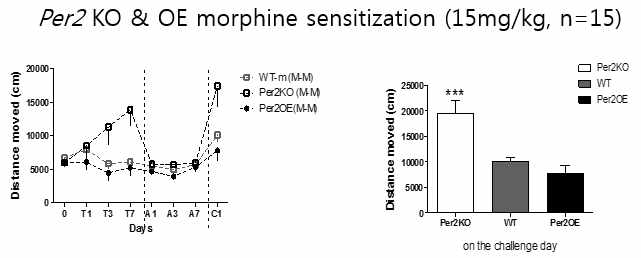 Locomotor sensitization of Per2 TG & WT mice to morphine 15 mg/kg. Locomotor activity of animals during 7 days of morphine treatment. After 7 days of withdrawal period, one challenge applied. *** p<0.001 compared to WT (Bonferroni test)