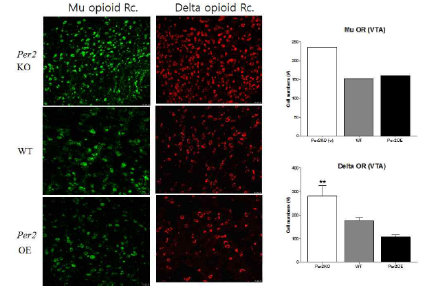 Mu and delta opioid receptor expressions in VTA of TG and WT mice. Immunohistochemistry of mu and delta opioid receptor gene expression in VTA. Bar graphs show cell count in VTA