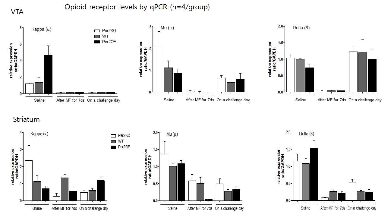 Expression level of opioid receptor genes in VTA and striatum of TG and WT mice. Kapa, mu and delta opioid receptor gene expression levels after saline or morphine treatments. After locomotor sensitization test, receptor expression levels were also analyzed on challenge day