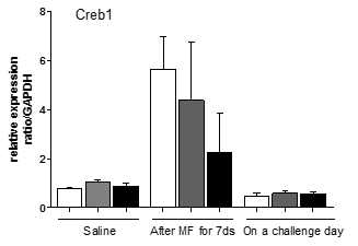 Expression of Creb1 in striatum of TG and WT mice