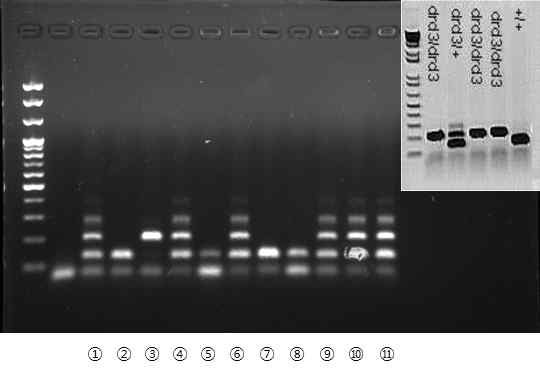 D3 receptor gene expression in TG mice