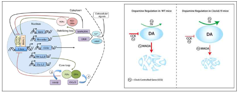 생물학적 주기의 전사조절 회로 및 도파민 조절 기전