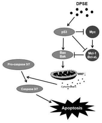 Schematic of DPSE-induced cell death. Our data suggest that DPSE-induced cell death may involve upregulation of the p53 tumor suppressor and downregulation of the Myc oncoprotein, which modulate the expression of pro- and anti-apoptotic Bcl2 proteins, thus tipping the balance towards apoptosis. Disruption of the balance between pro- and anti-apoptotic Bcl2 family members is known to decrease the mitochondrial membrane potential, subsequently leading to the release of cytochrome C, activation of caspase 3/7, and eventually cell death. The expression of pro-survival Bcl2 family members Mcl-1 and Bcl-xL may become abnormally high due to the dysregulation of Myc, which may overwhelm the tumor-suppressive function of p53, and consequently, abolish DPSE-induced apoptosis
