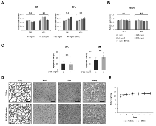 DPSE shows minimal toxicity toward normal cells in vitro and in vivo (A) Splenocytes and bone marrow cells from wild-type C57BL/6 mice were exposed to DPSE (0, 0.25, 0.5, and 1 mg/ml) for 24 or 48 h, and MTS assays were conducted to measure cell viability. (B) Flow cytometry was used to identify apoptosis in normal mouse B cells after treatment with DPSE (0 and 1 mg/ml) for 24 h. (C) Human PBMCs were treated with DPSE (0, 0.25, 0.5, 0.75, and 1 mg/ml) for 24 or 48 h, and MTS assays were performed to analyze cell viability. (D) Athymic nude mice (BALB/c-nu, 4 weeks old male) were treated with vehicle (1 % methanol) or DPSE (50 mg/kg) daily for 3 weeks. Histological analysis of the lung, heart, liver, and kidney sections after exposure to DPSE were carried out by H SPL, splenocyte; BM, bone marrow