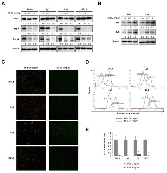 DPSE modulates the levels of pro- and anti-apoptotic Bcl-2 family members, and decreases mitochondrial potential. (A) DHL4, Ly1, Ly8 and HBL1 cells were exposed to DPSE (0, 0.5, and 1 mg/ml) for 24 h, and protein expression levels of anti-apoptotic Bcl-2 family members Bcl-2, Mcl-1, and Bcl-xL were assayed by western blotting. (B) Ly1 and HBL1 cells were treated with DPSE (0, 0.5, and 1 mg/ml) for 1 h, and the expression of pro-apoptotic Bcl-2 family members Bax and Bak was assayed by western blotting. (C and D) DHL4, Ly1, Ly8 and HBL1 cells were stained with JC-1 following the addition of vehicle or DPSE (1 mg/ml for 24 h), and staining was monitored by fluorescence microscopy or flow cytometry. (E) Mitochondrial membrane potential was determined by calculating the JC-1 fluorescence ratio of J-aggregates (red) to J-monomers (green). A two-tailed Mann-Whitney test was used to calculate the statistical significance (*p < 0.05)