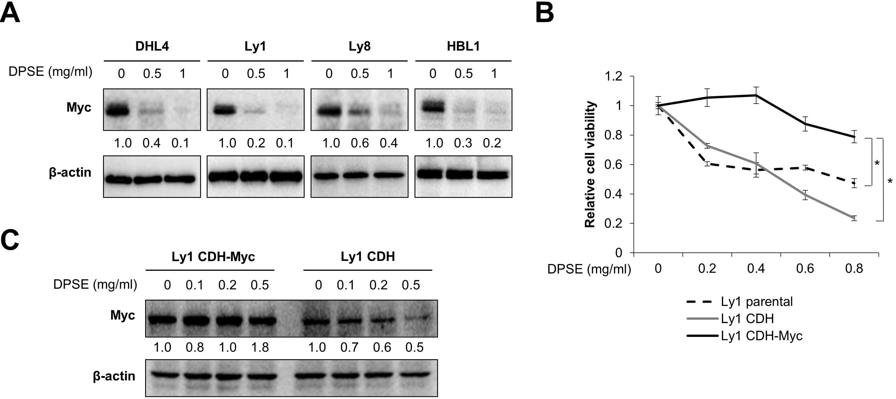 DPSE-induced cell death may be mediated through Myc. (A) DHL4, Ly1, Ly8, and HBL1 cells were exposed to DPSE (0, 0.5, and 1 mg/ml) for 24 h and protein expression levels of Myc were analyzed by western blotting. (B) Ly1 parental, CDH-control, or CDH-Myc cells were treated with DPSE (0, 0.2, 0.4, 0.6, and 0.8 mg/ml for 24 h), and cell viability was measured by MTS assays. A two-tailed one-way ANOVA test was used to calculate statistical significance (*p < 0.05). (C) Ly1 CDH-control or CDH-Myc cells were exposed to DPSE (0, 0.1, 0.2, and 0.5 mg/ml) for 12 h, and protein levels of Myc were examined by western blotting. Band intensity in Ly1 CDH cells without DPSE treatment is set at 1, and intensities of all other bands including those in Ly1 CDH-Myc cells are normalized to that in Ly1 CDH cells without DPSE treatment