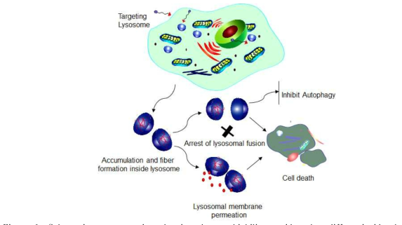 Schematic representation showing the amphiphilic peptides that diffuse inside the cell to target lysosome. The peptide self-assemble inside the lysosome to form fiber that either induces lysosomal membrane permeation or arrest the lysosomal function. Arrest of lysosomal function may leads to the inhibition of autophagy