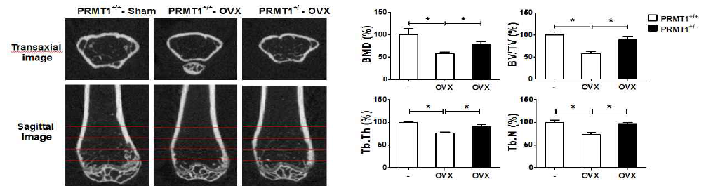 골다공증이 유도된 마우스에서 micro CT 촬영을 이용한 골밀도 변화