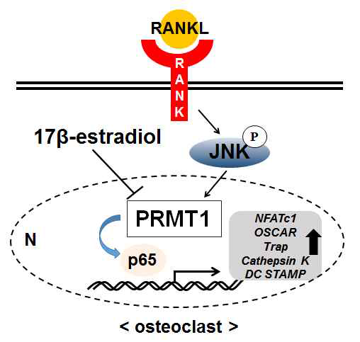 파골세포 분화시 PRMT1을 통한 기전