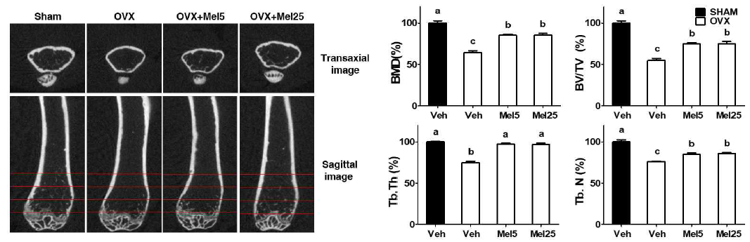 골다공증이 유도된 마우스에서 micro CT 촬영을 이용한 골밀도 변화