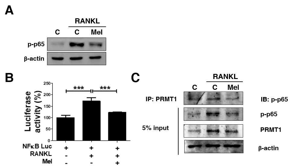 Melatonin의 PRMT1-p-p65 상호작용 조절 확인