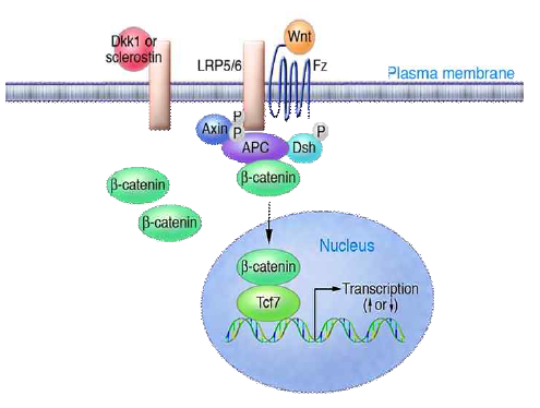 Wnt 신호전달을 유도하는 LRP6