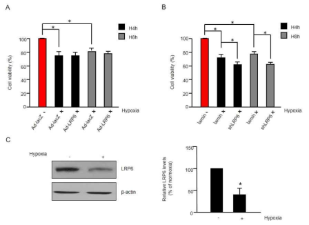 LRP6 과발현 및 저해에 의한 저산소 유도 심근세포의 사멸 변화 측정