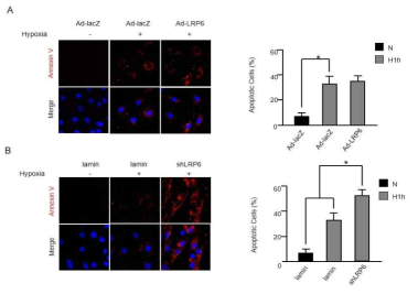 LRP6 과발현 및 저해에 의한 Apoptosis 변화 분석-1