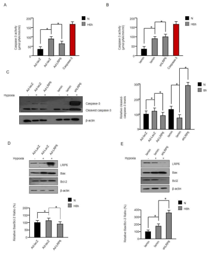 LRP6 과발현 및 저해에 의한 Apoptosis 변화 분석-2