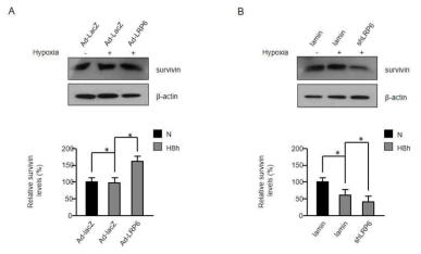 저산소에서 세포사멸 억제 marker인 survivin 발현 변화 확인