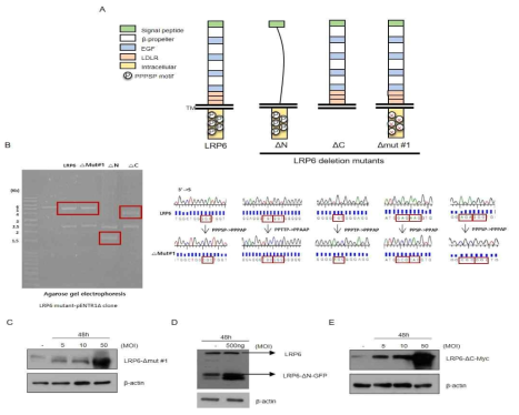 LRP6 mutants adenoviral vector 제작