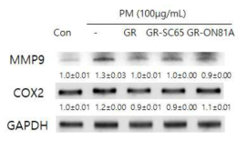 GR, GR-SC65 및 GR-ON81A를 전처리한 섬유아세포에서의 미세먼지로 유도된 세포외기질 분해효소인 Matrix metalloproteinase 9 (MMP9) 및 염증반응 관련 효소인 COX-2의 mRNA 발현량에 미치는 영향