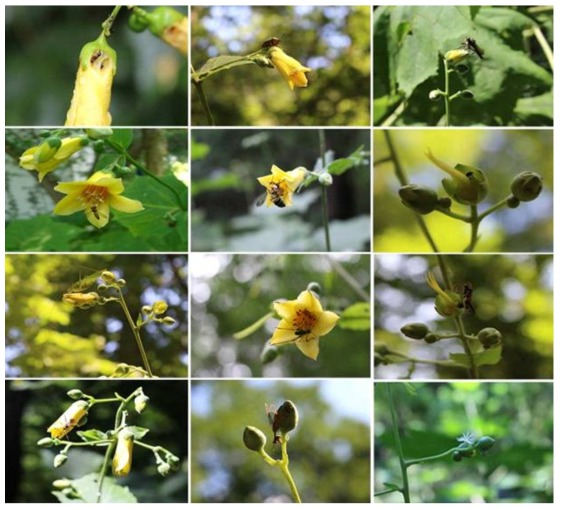 Several kinds of flower visiting insects in Kirengeshoma palmata