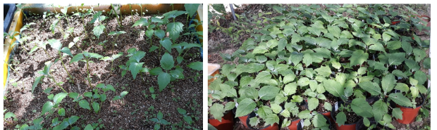 Plantlets by low temperature treatment and growing in semi-light of Kirengeshoma palmata