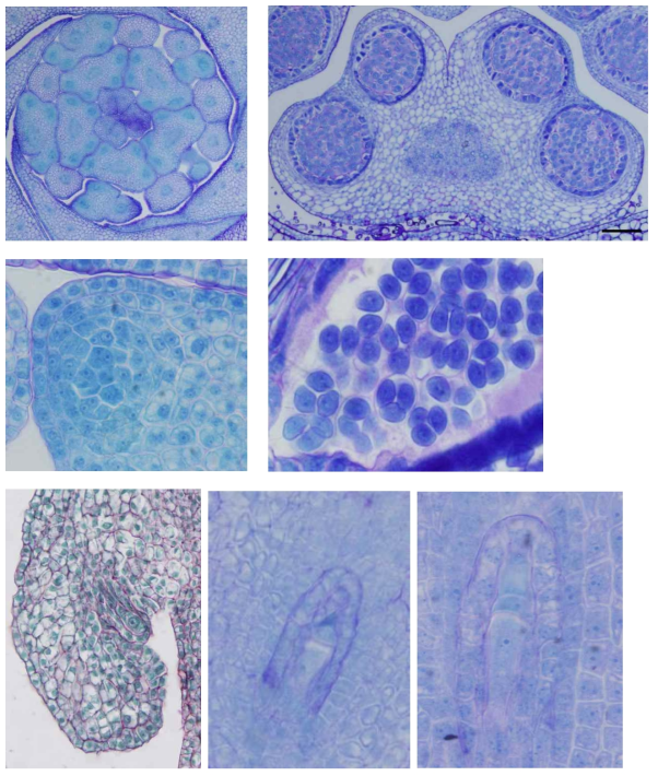 Microgametophyte and megagametophyte development of Kirengeshoma palmata