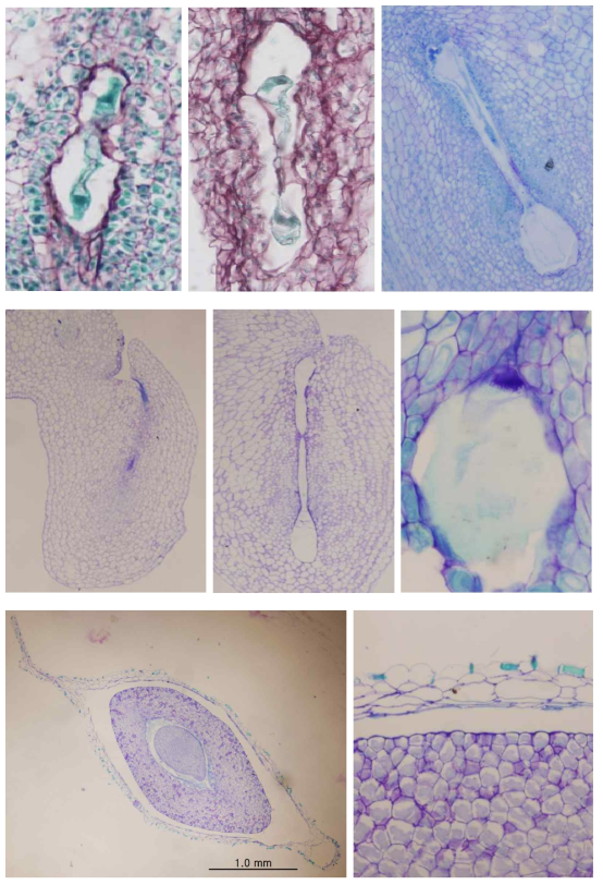 The embryo sac, seed and seed coat development of Kirengeshoma palmata