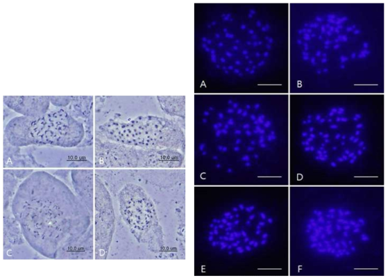 The somatic chromosome of Kirengeshoma palmata observed by squash method and DAPI staining (2n =52)