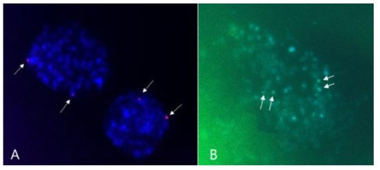 FISH patterns of the 5S (red; A) and 45S (green; B) rDNA signals. 5S signals are two each cell. Therefore, this species shows no autopolyploidy (2n=2X=52)