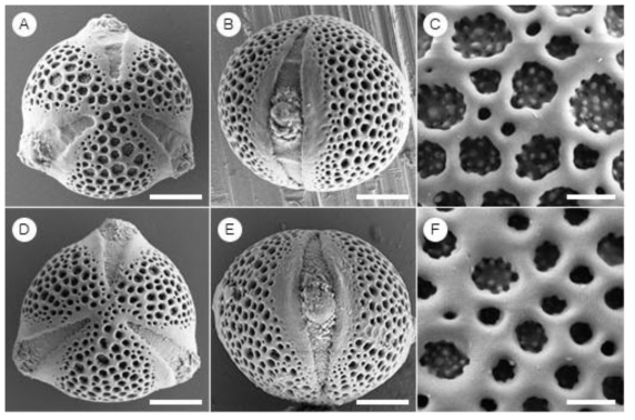 SEM micrographs of Kirengeshoma koreana (A, B, C) and Kirengeshoma palmata (D, E, F). Pollen in polar view (A, D). Pollen surface (B, E). The pollen aperture (C, F). Scale bars 5 ㎛ in A, B, D, E, and 1 ㎛ in C, F