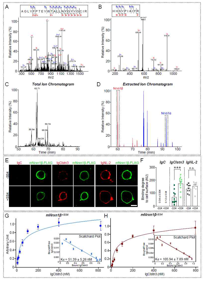 Calsyntenin-3 단백질 리간드로 beta-neurexin 동정