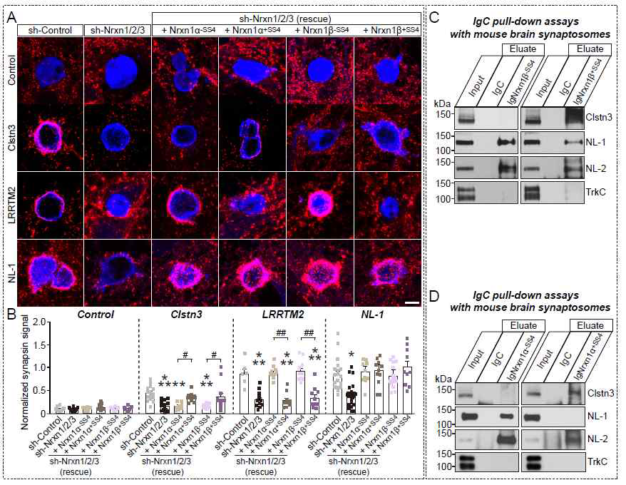 Calsyntenin-3 시냅스 생성능은 특정 neurexin splice variant (SS4 splice site에 insert를 포함한 form)을 필요로 함