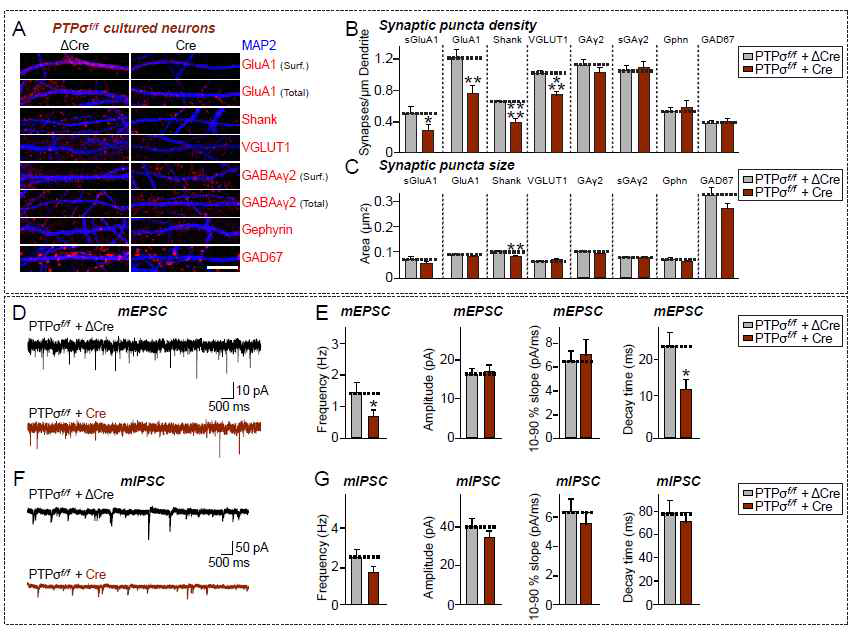 PTPσ 낙아웃 마우스 해마 신경배양세포 흥분성 시냅스 숫자 및 신경전달 변화 분석