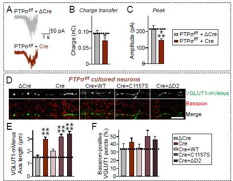 PTPσ 낙아웃 마우스 해마 신경배양세포 시냅스 소포체 분포 분석
