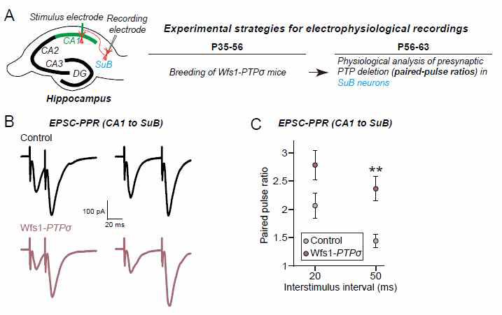 해마 CA1 영역 내 PTPσ 삭제 후 해마 CA1-subiculum 신경회로 내 흥분성 시냅스 신경전달물질 방출 효과 분석