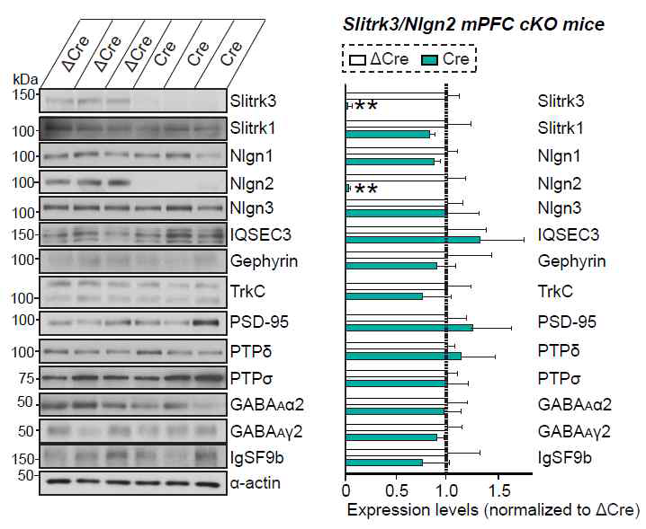 Slitrk3 & Nlgn2 전전두엽 더블 낙아웃 마우스에서의 시냅스 단백질 발현 변화 분석