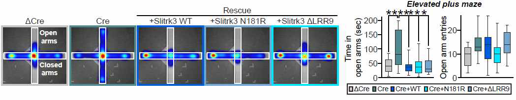 Slitrk3 & Nlgn2 전전두엽 더블 낙아웃 마우스에서의 genetic rescue 실험 II: 행동실험