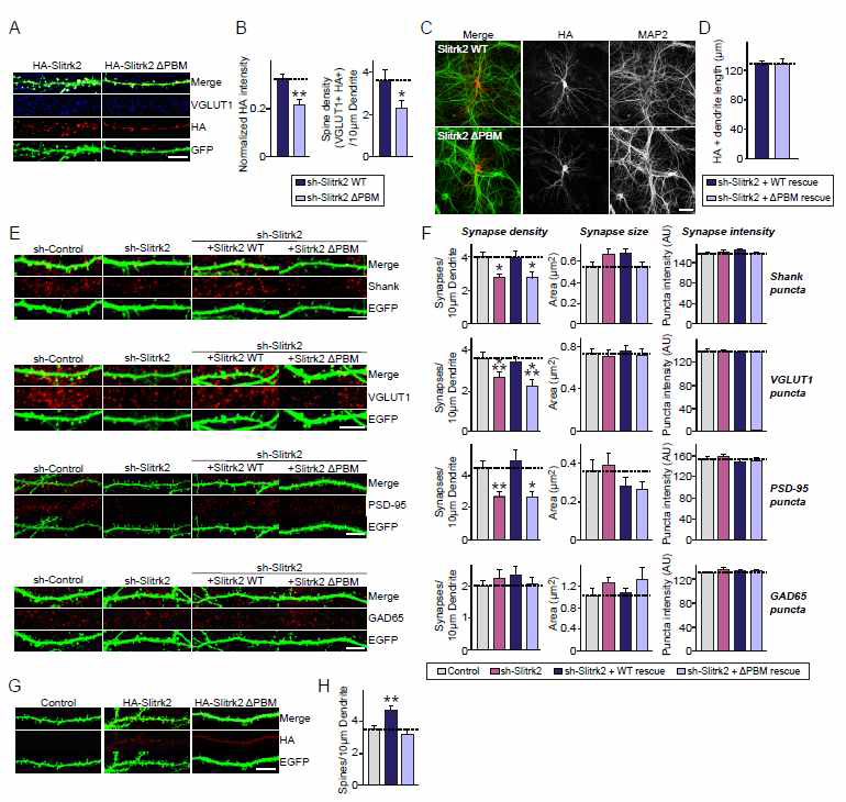 Slitrk2-PDZ 단백질과의 상호작용에 의한 흥분성 시냅스 발달 및 유지기전 연구: 해마 신경배양세포 시스템