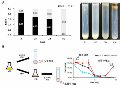 초장수세포와 장수세포 분리 및 정제