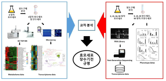 초장수세포, 장수세포 및 단수세포의 전사체, 대사체, 형질체 교차 분석 Pipeline