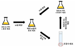 초장수세포 계대배양을 통한 효모 세포 불멸화 유도