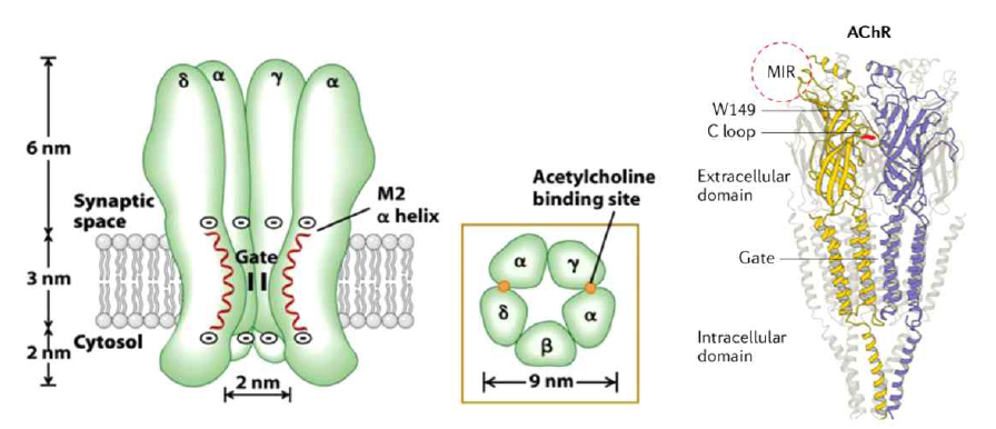 아세틸콜린수용체의 구조와 main immunogenic regions