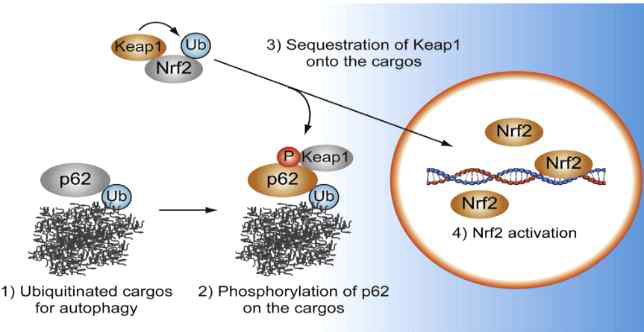 p62-Keap1을 통한 Nrf2활성과 autophagy활성
