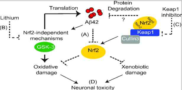 Alzheimer's disease에서 Keap1과 GSK-3을 통한 Nrf2 조절